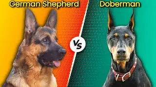 Doberman VS German Shepherd, Who Would Win | Doberman VS German Shepherd Which Is Best.