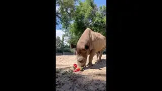Rudy the Rhino Enjoys a Summer Snack