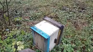 Авария на пасеке