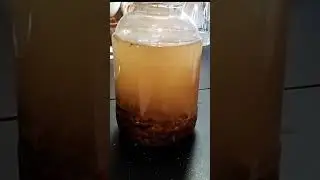 Настоящая бобровая струя