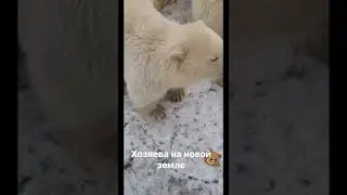 Хозяева на новой земле