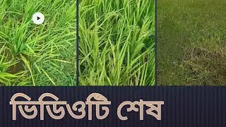 অনেক সুন্দর ধান গাছ