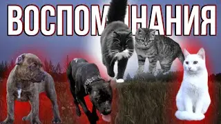 Воспоминания. Часть 2 | Снежка, Симба, Бамби, Граф, Араб | Dragon Life