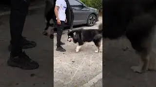 #животные