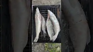 Коптильня горячего копчения #рыбалка #поход #fishing