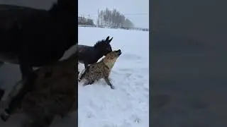 EŞEK VE SIRTLAN OYNUYOR