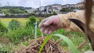 part #2 harvesting lemongrass