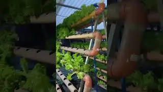 NABAWASAN NA ANG ATING LETTUCE | LOLLO BIONDA