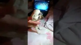 Жадный чихуа