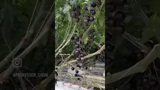 High Tech Tomato Greenhouse in Mexico