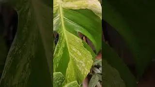 Цветочные новости 🌱 13.07 #shorts