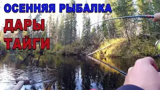 Осенняя рыбалка. Лучшие моменты сезона. Щедрая таежная речка. Хариус гнет спиннинг.
