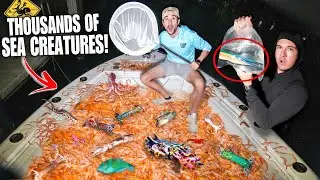 Netting Thousands of GIANT SHRIMP at Night!