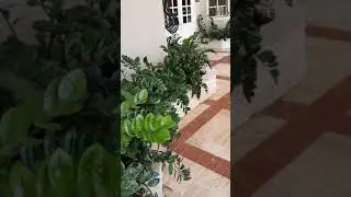 How to grow zamioculcas in Turkey