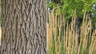 A7R2 Full Frame vs Super35 Crop Mode - 4K Detail Test-A7RII