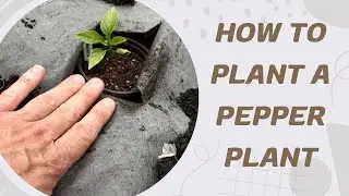 Planting a Pepper Plant. A Beginners Guide.