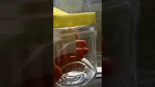 Проращивание микрозелени в домашних условиях