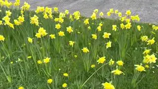 Daffodils 🌼 in Rathcoole