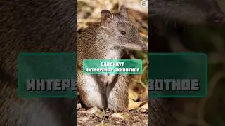 бандикут интересные факты #факты #животные #топчик #интересно