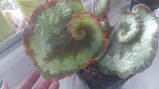 Бегония краснолистная - укореняем кусочком листа! супер результат!