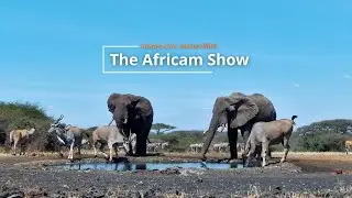 Elephants & Reptiles | The Africam Show | August 20