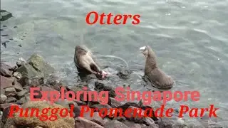 Exploring Punggol Promenade Riverside Park, Singapore 🇸🇬 / Otters at Punggol