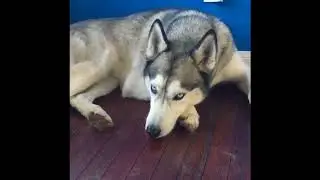 So you want to own a Siberian Husky
