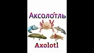 Аксолотль.Всё самое важное,содержание,кормление,разведение.