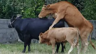 Hot Bull Mating And Hot Cow Mating