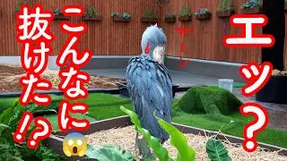 自分の抜け毛の多さに驚くハシビロコウふたばちゃん!羽繕いやっと終わった!【秋のふたば2024-5】Futaba,the Shoebill   autumn 2024-5