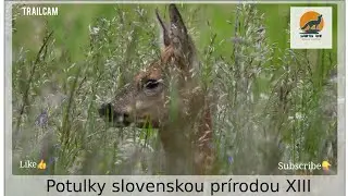 Potulky slovenskou prírodou XIII - Fotopasca Turiec / Walks through slovak nature - Trailcam Turiec