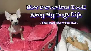 HOW PARVOVIRUS TOOK AWAY MY DOGS LIFE | The Short Life Of Bwi Bwi | Paano pumatay ang parvo