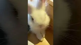 Лучше всех себя ведёт КРОЛИК!!🐇 