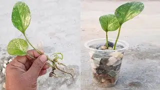 How to grow money plant in water || Beautiful Idea For Growing Money plant in Indoor#03