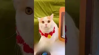 The Cat Has Multicolored Eggs That's Funny 😂 