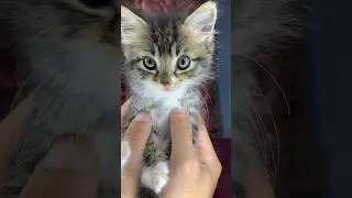 Kucing di 2024 VS 2022. Sundul Weleknya Abadi 😁 