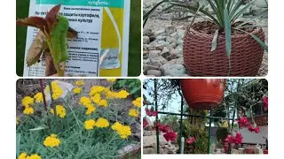 Дача. Сажаем новинки. Обидно до слез.Осторожно Подделка!