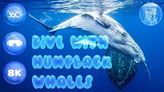 🐋 Dive with Humpback Whales in 360° 🌊  Ocean Rift VR [8K]