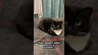 Как видят мир кошки?☺️ 