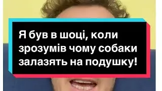 Чому собаки залазять на вашу подушку?
