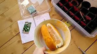 Сажаем огурцы. Свои семена