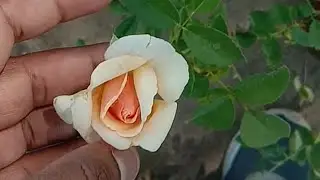 different color rose plants at visited nursery