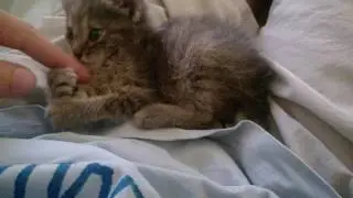 Kitten