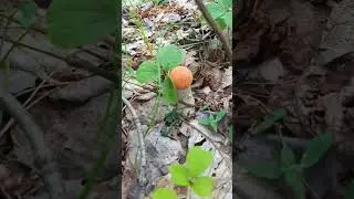 Молодой подосиновик