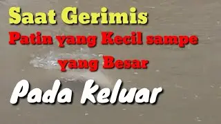 Saat Gerimis Patin Kecil sampe Besar pada keluar