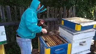 9 сентября проверка кормов