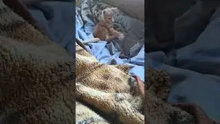 Время 5 утра, а хвост покоя не даёт😆 #catlover #shorts #симба #котенок #симбочка #котенок #kitten