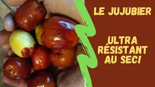 LE JUJUBIER: ULTRA RESISTANT AU SEC !