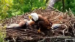 Eagle's nestling persistently asks for the brought fish/Папины гены также распластался, как он зимой