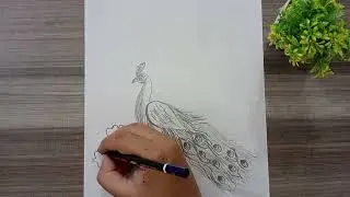 Beautiful Peacock Drawing | Easy & Colorful Peacock Art | Step by Step for Beginners